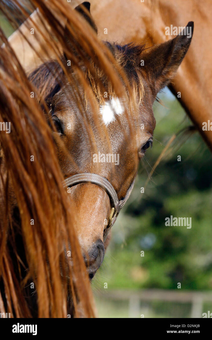 Timido purosangue picchi di colt attraverso madre della coda. Foto Stock