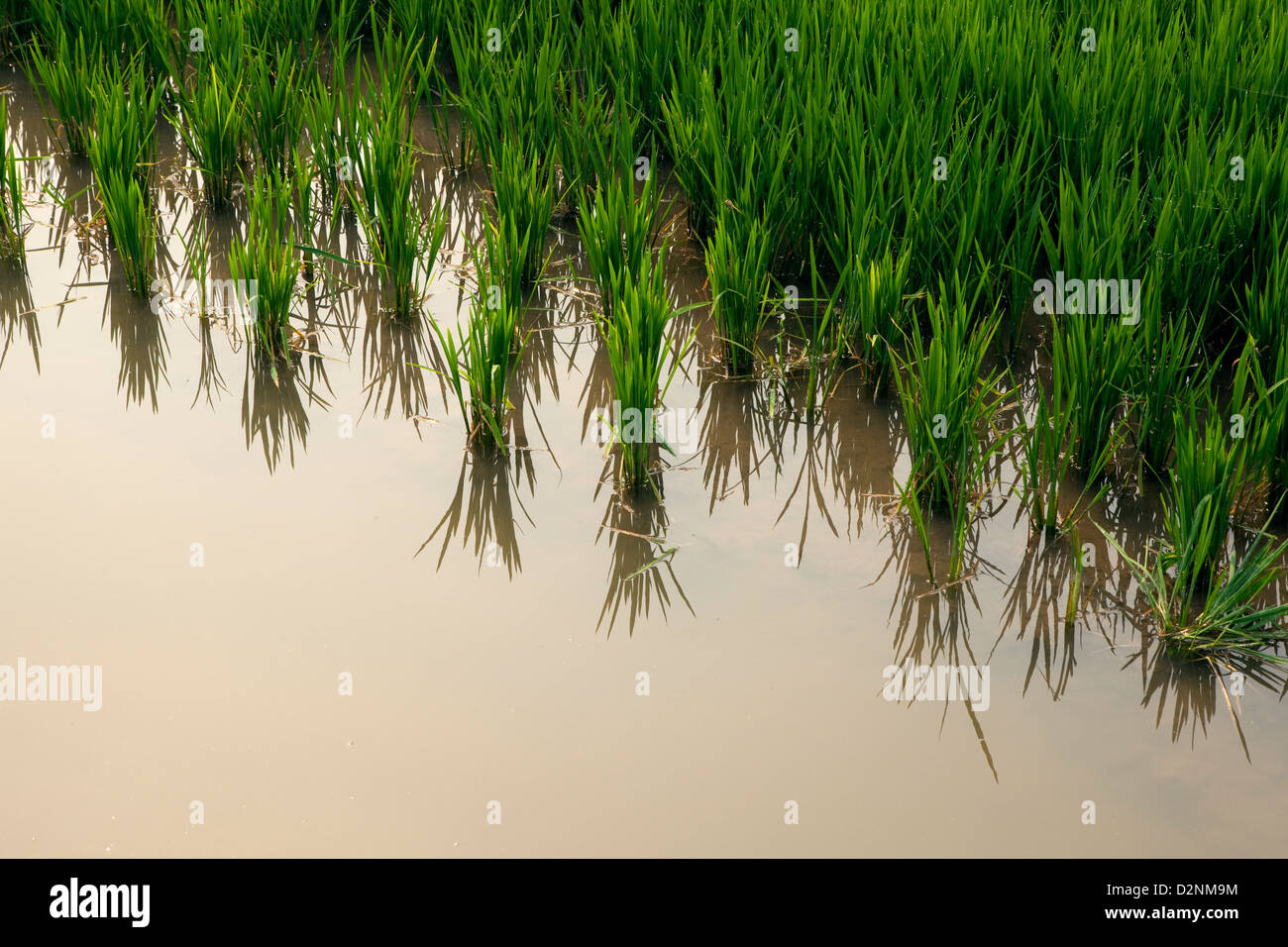 Piantagioni di riso presso La Albufera National Park, a Valencia, in Spagna. Foto Stock