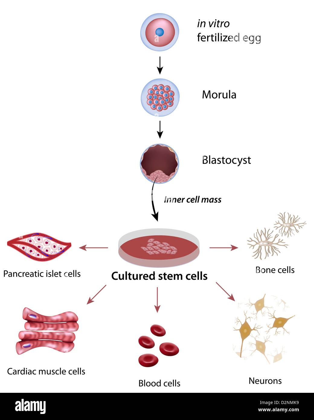 Le cellule staminali di coltivazione e differenziazione Foto Stock