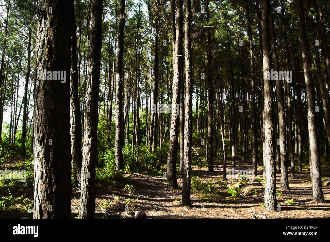 Gli alberi in una foresta, Tirupati, Chittoor District, Andhra Pradesh, India Foto Stock