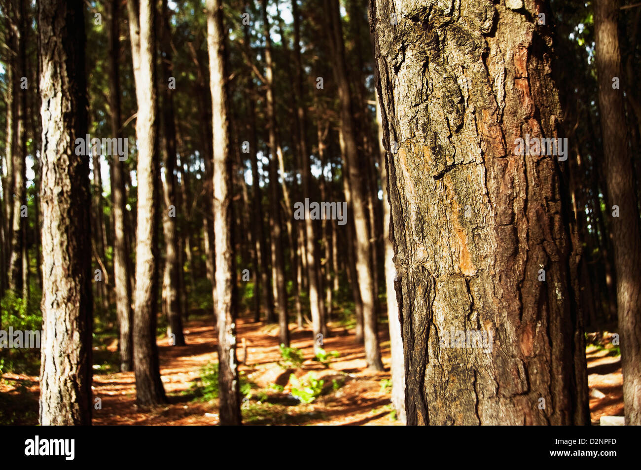 Gli alberi in una foresta, Tirupati, Chittoor District, Andhra Pradesh, India Foto Stock