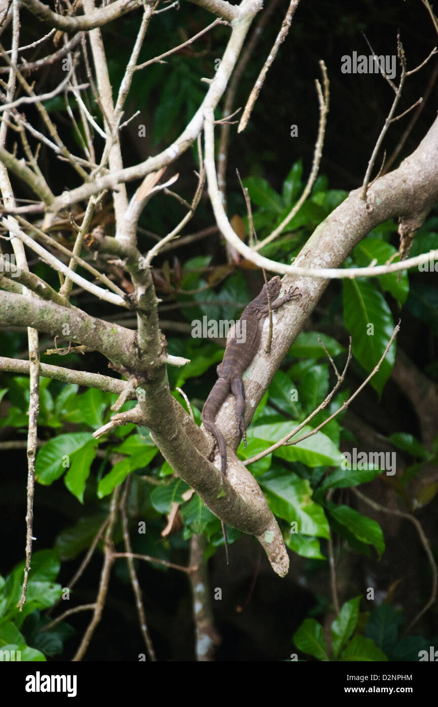 Lizard su ramoscelli, Tirupati, Chittoor District, Andhra Pradesh, India Foto Stock