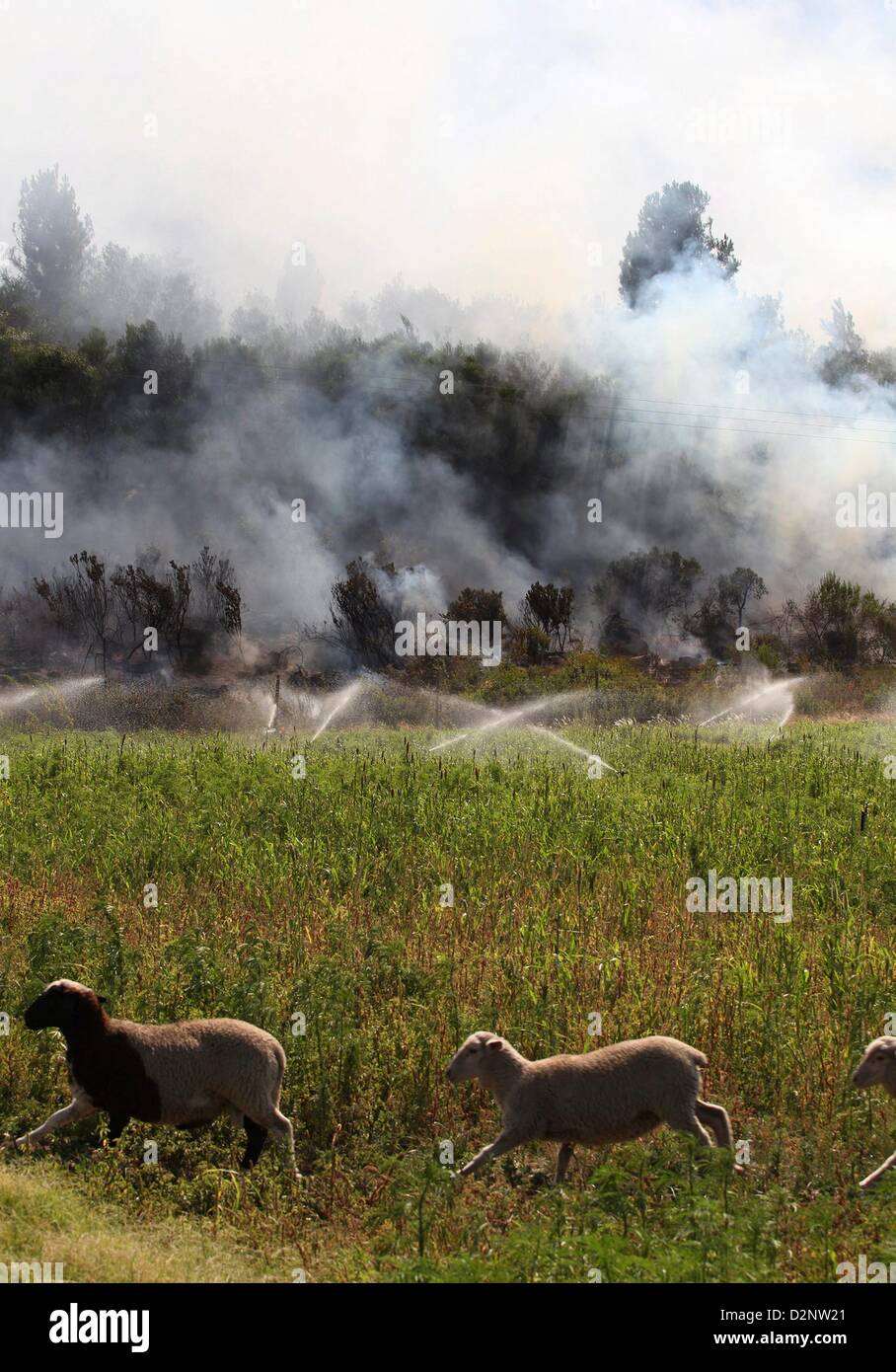 Fatto a Paarl, Sud Africa. Il 29 gennaio 2013. Pecore esegui nel campo a La'Arc de Orleans on gennaio 29, 2013, in Paarl, Sud Africa. I vigili del fuoco non erano presenti come veld fire spazzato attraverso tutta la regione Boland nella Western Cape. (Foto di Gallo Immagini / Tempi / Shelley cristiani/ Alamy Live News) Foto Stock