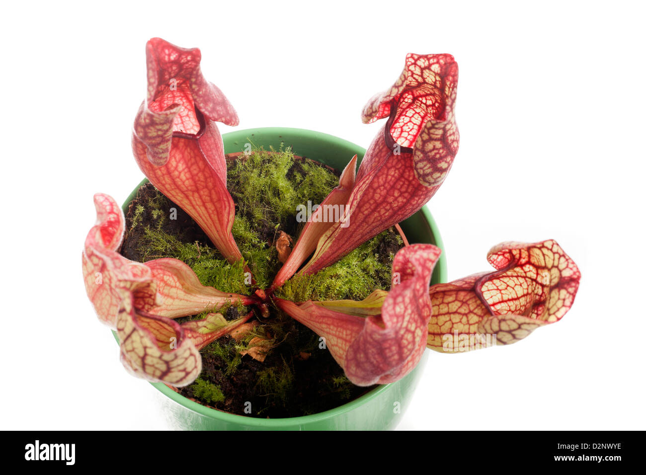 Tromba pianta brocca, Flugtrumpet (Sarracenia purpurea) Foto Stock