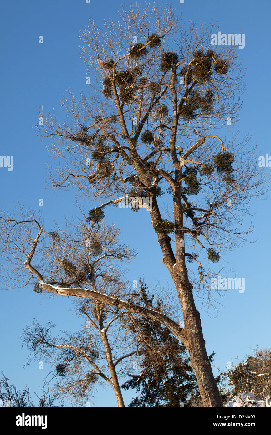 Vischio, Mistel (Viscum album) Foto Stock