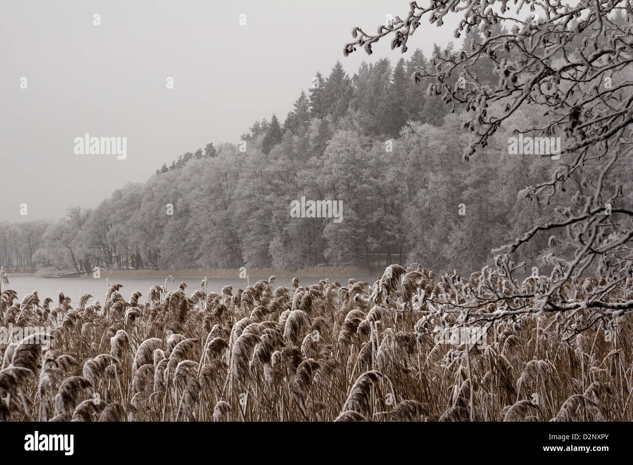 Frost lago coperto di vegetazione e vista sul lago Czos, Mragowo. Foto Stock