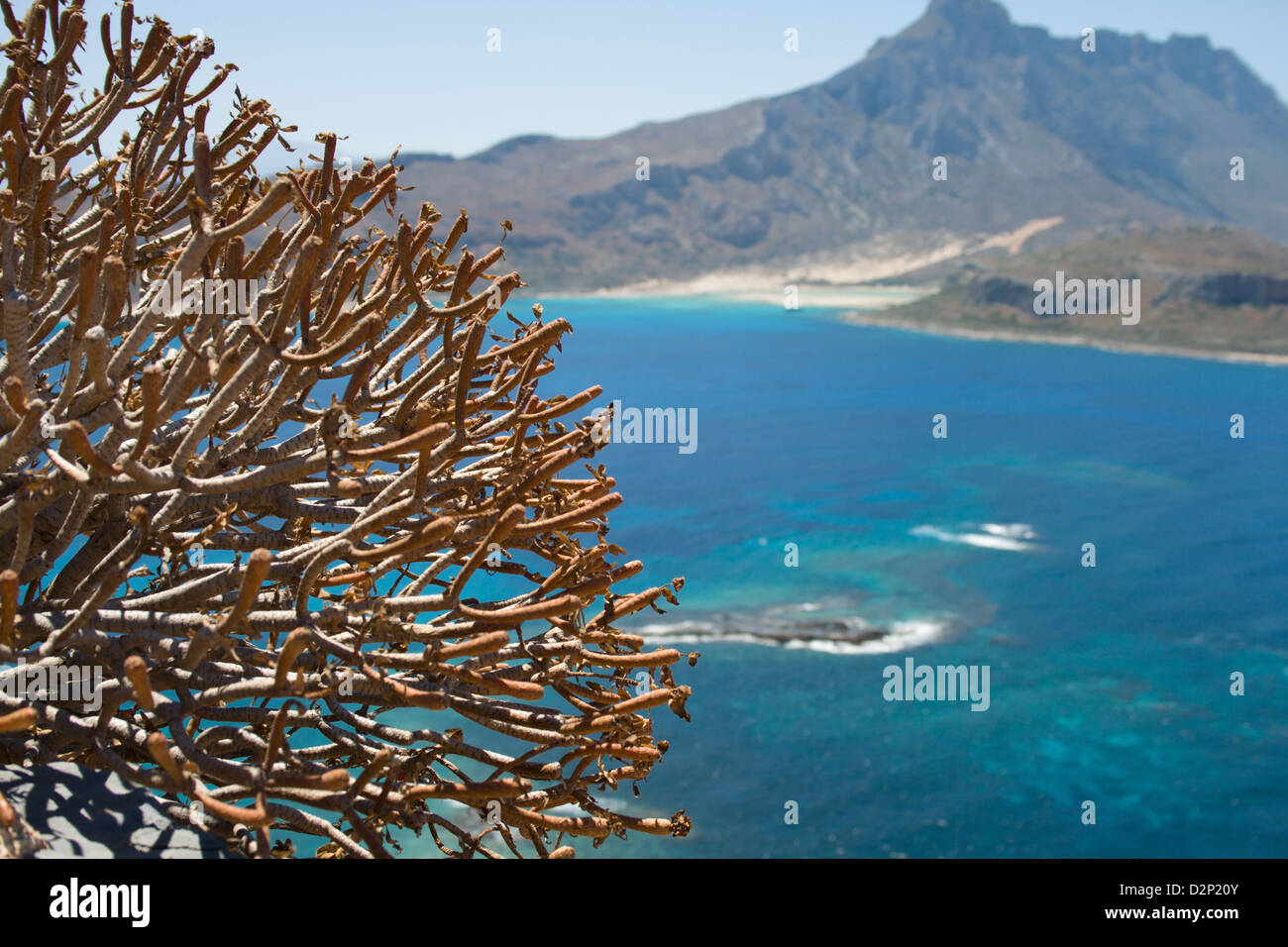 Le piante contro il blu del mare e delle montagne Foto Stock