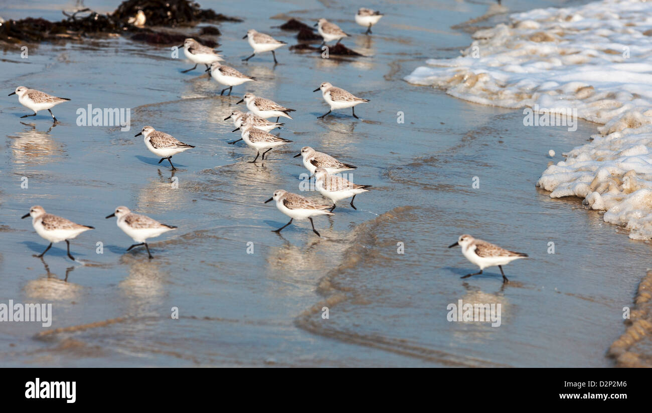 Immagine panoramica di minuscoli Semipalmated Sandpiper (Calidris pusilla) gli uccelli in esecuzione sulla sabbia bagnata di una costa in Europa occidentale. Foto Stock