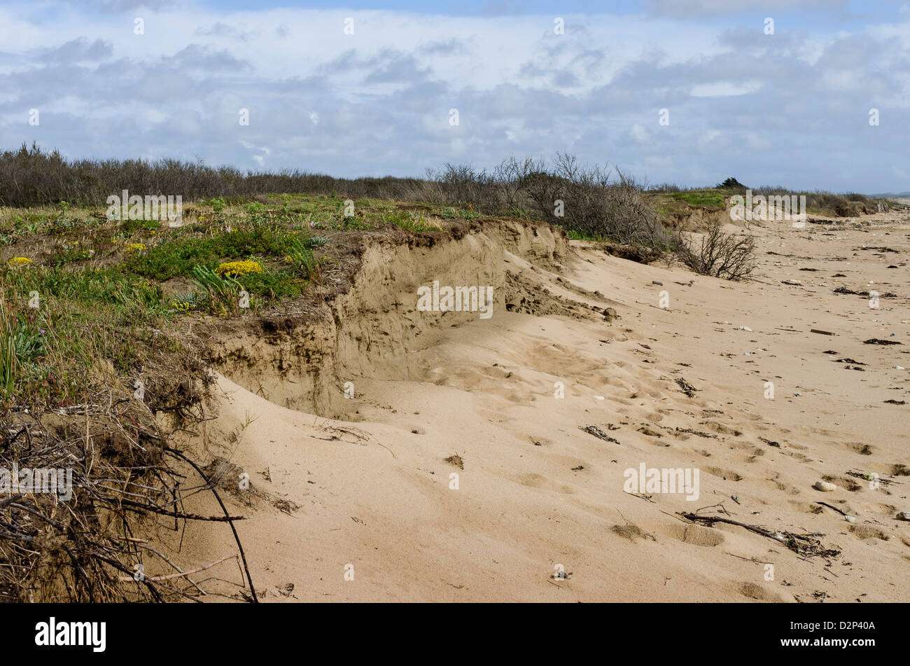 Attacco del grigio grigio ( ) dune dopo la distruzione della parte anteriore-duna. Foto Stock
