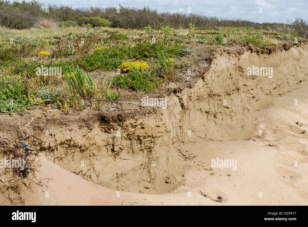 Attacco del grigio grigio ( ) dune dopo la distruzione della parte anteriore di dune. Foto Stock
