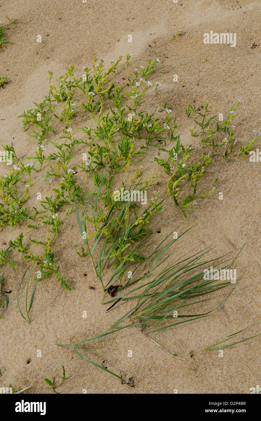 Vegetazione dune di sabbia Foto Stock