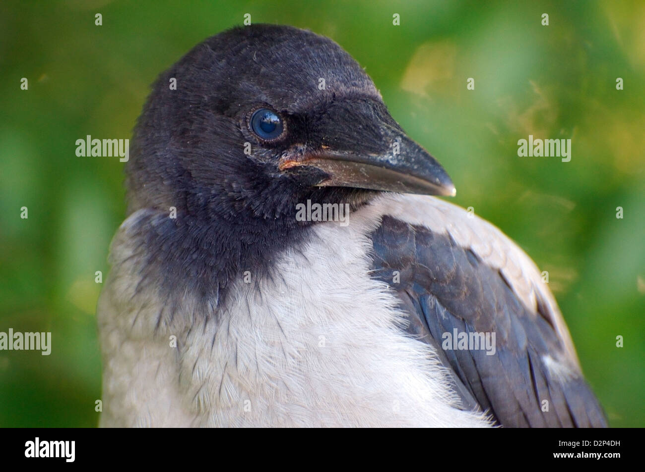 Baby cornacchia mantellata, Crow Corvus, o Hoodiecrow (Corvus cornix), isola Yermakov, Ucraina, Eastern Europ Foto Stock