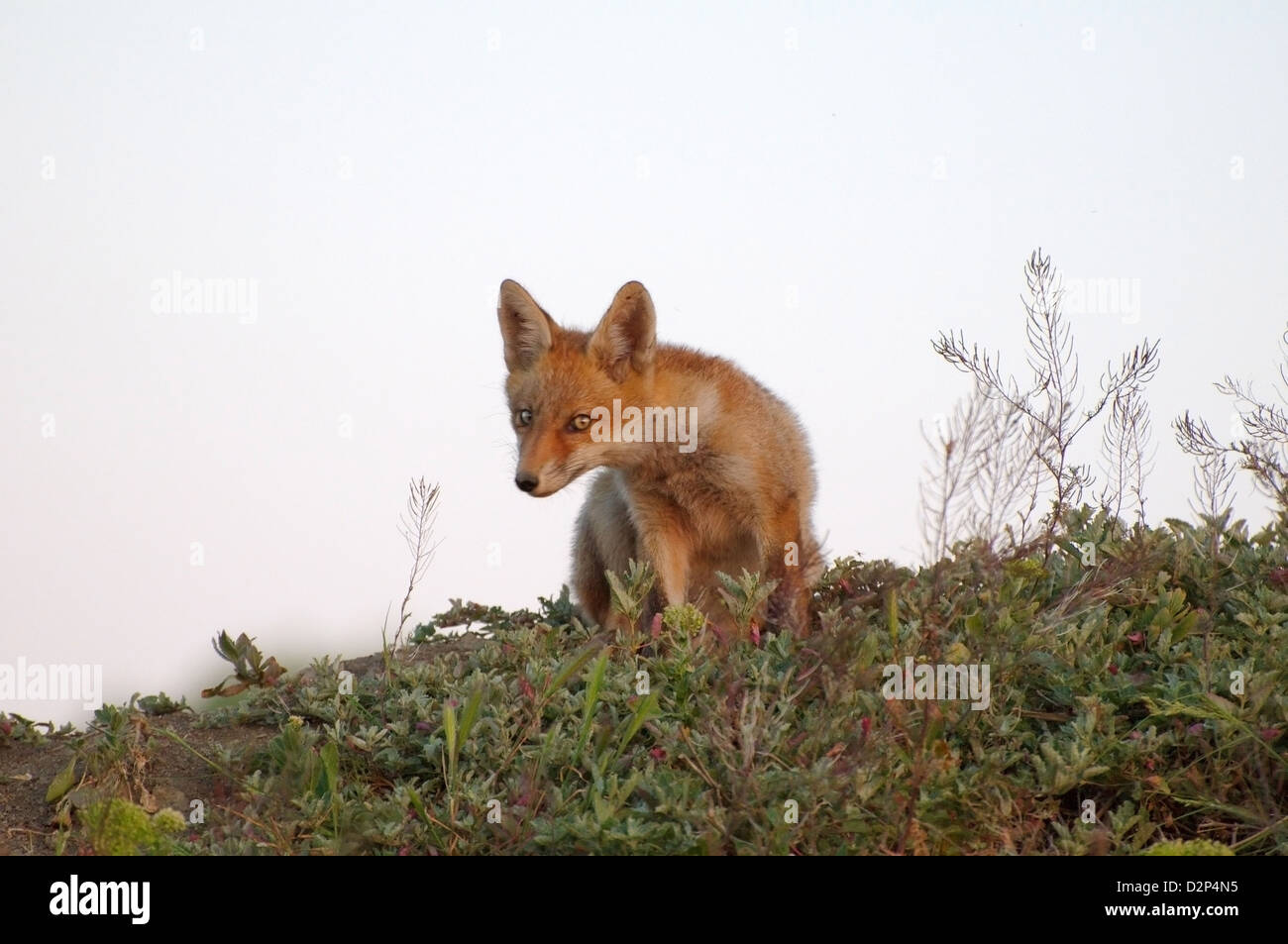 Red Fox (Vulpes vulpes vulpes), giovane, Yermakov isola, Ucraina, Europa orientale Foto Stock