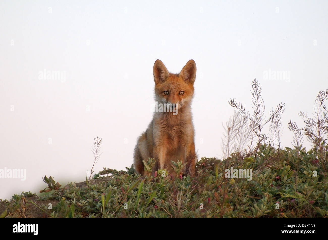 Red Fox (Vulpes vulpes vulpes), giovane, Yermakov isola, Ucraina, Europa orientale Foto Stock