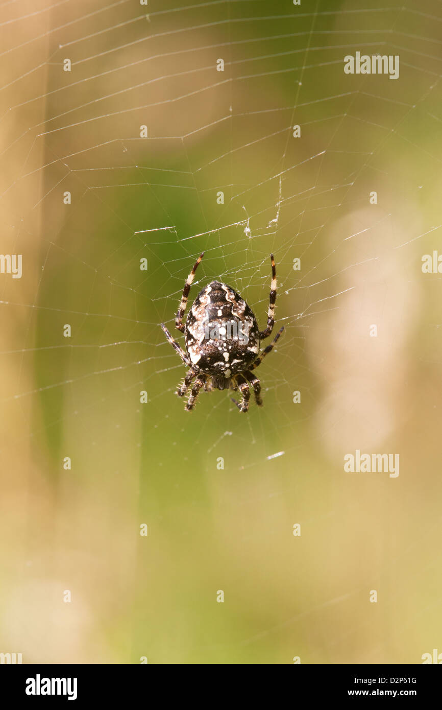 Giardino Spider Araneus diademetes femmina adulta sul web Foto Stock