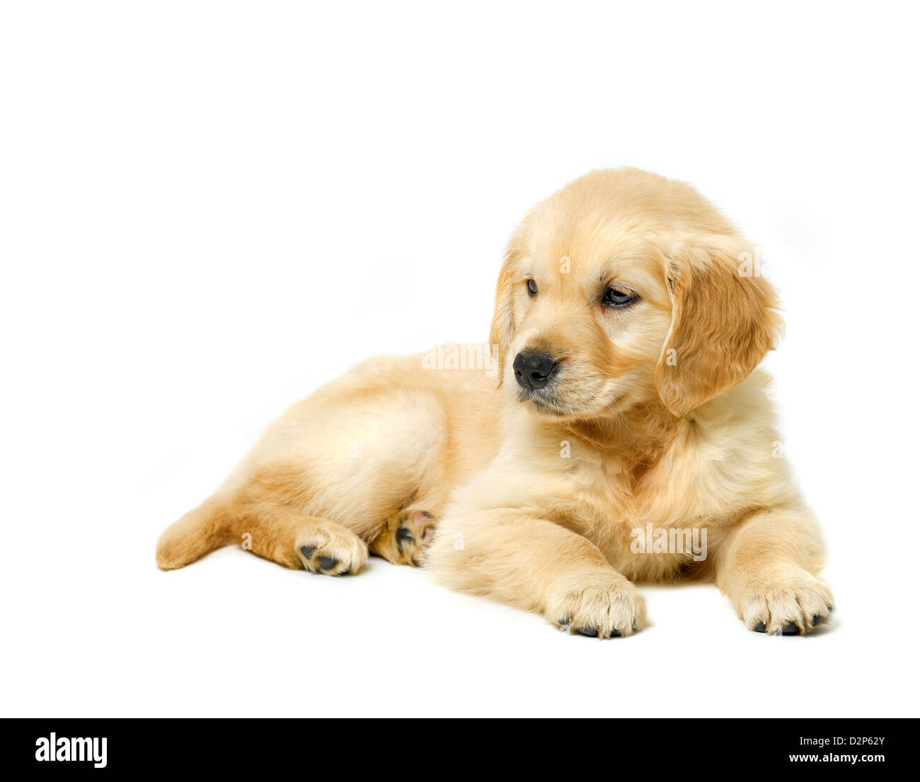 Golden Retriever cucciolo Foto Stock