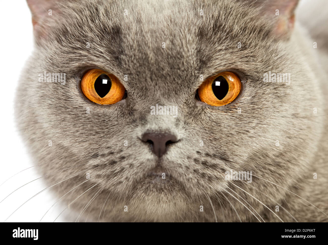 Blue British Shorthair cat, close up ritratto Foto Stock