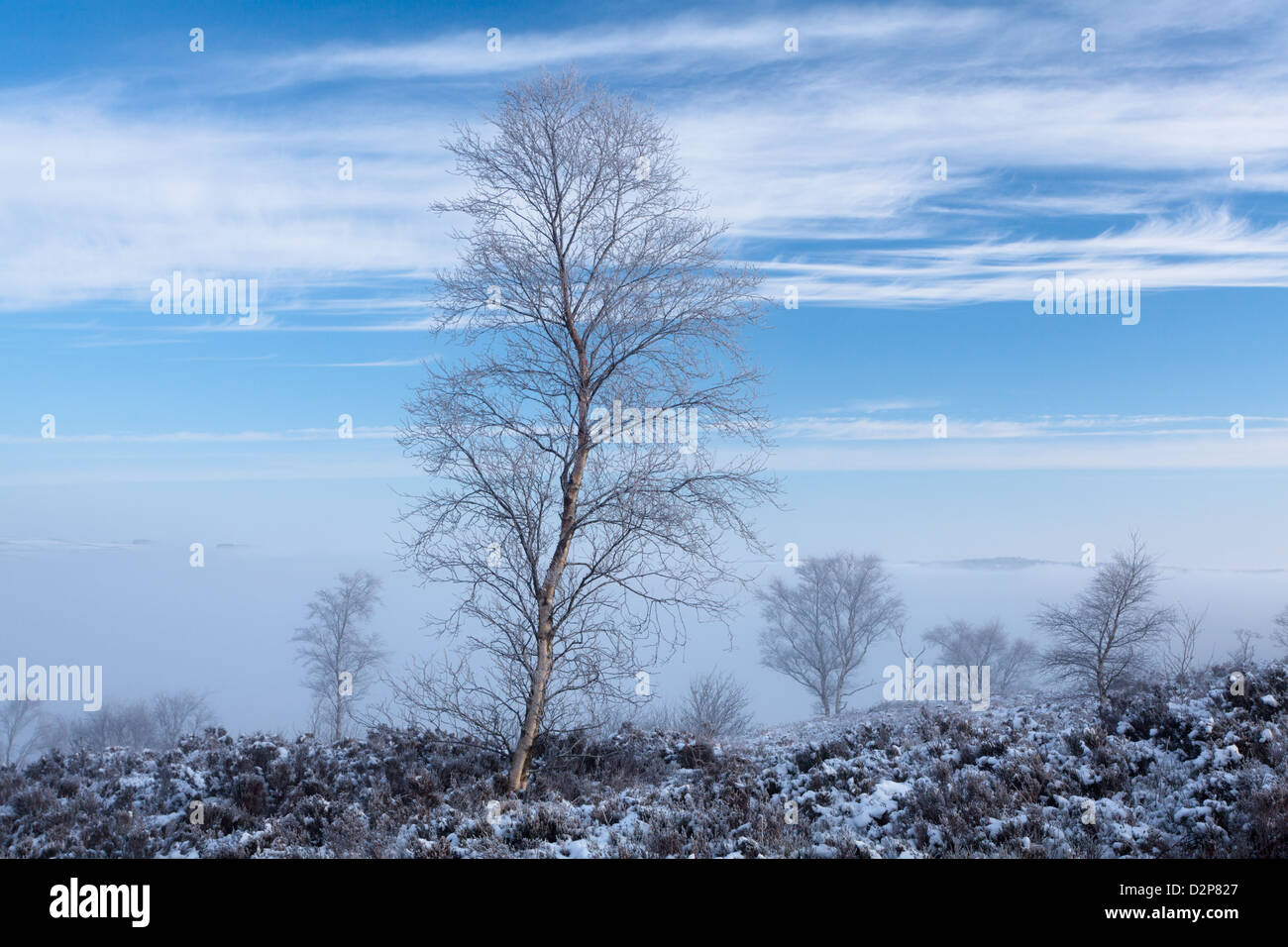 L'inverno in Yorkshire Dales. Neve. Frost, trasformata per forte gradiente frost di betulle, nebbia, cielo blu , heather, bracken, cloud inversione, paesaggio Foto Stock