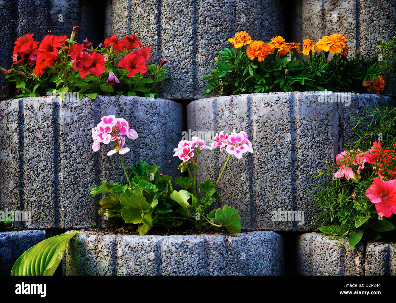 Muro di pietra aiuola con i Nasturzi Foto Stock