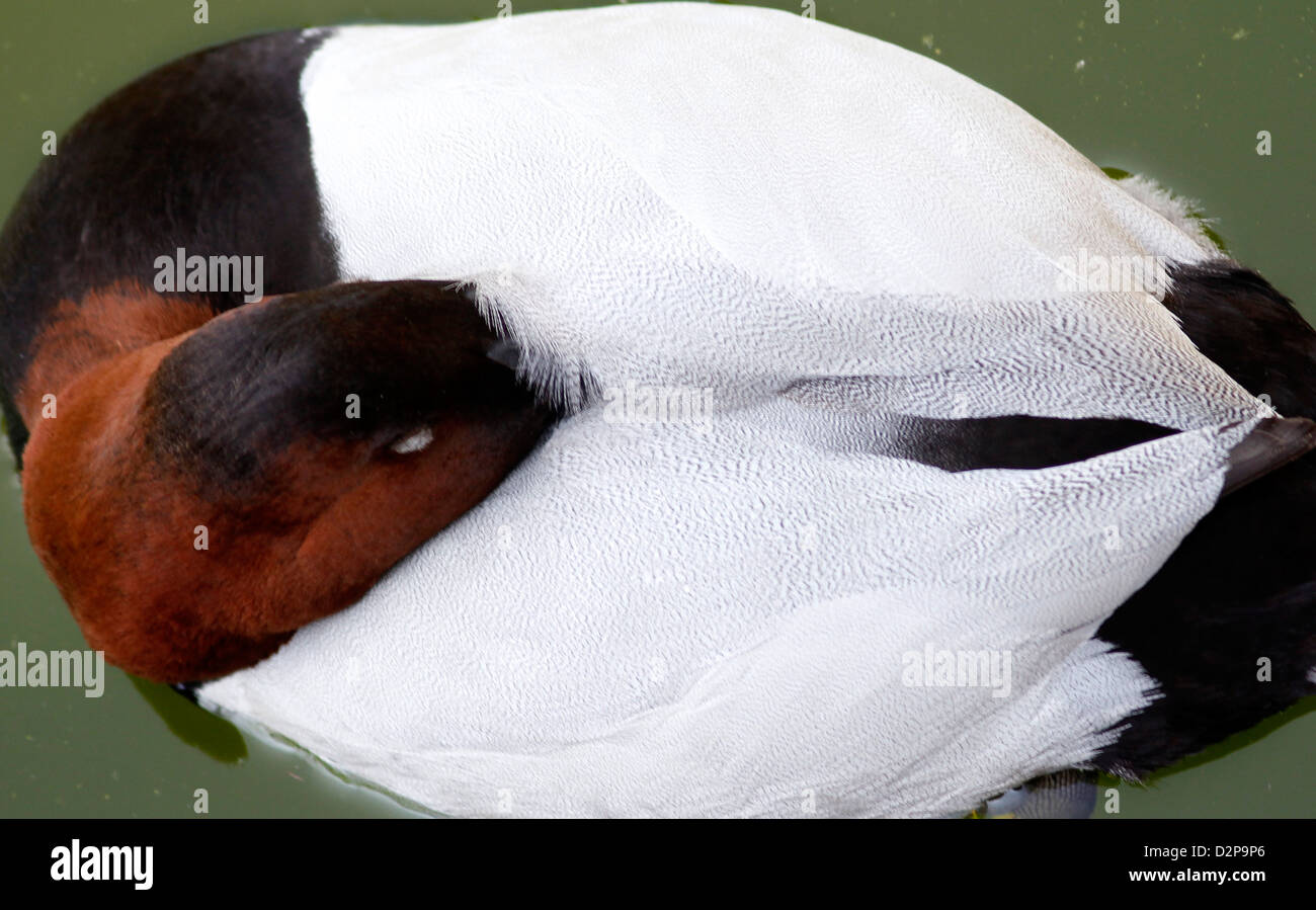 Canvasback maschi di anatra sleeping Ohio bird swim zona umida della palude di palude dormire Foto Stock