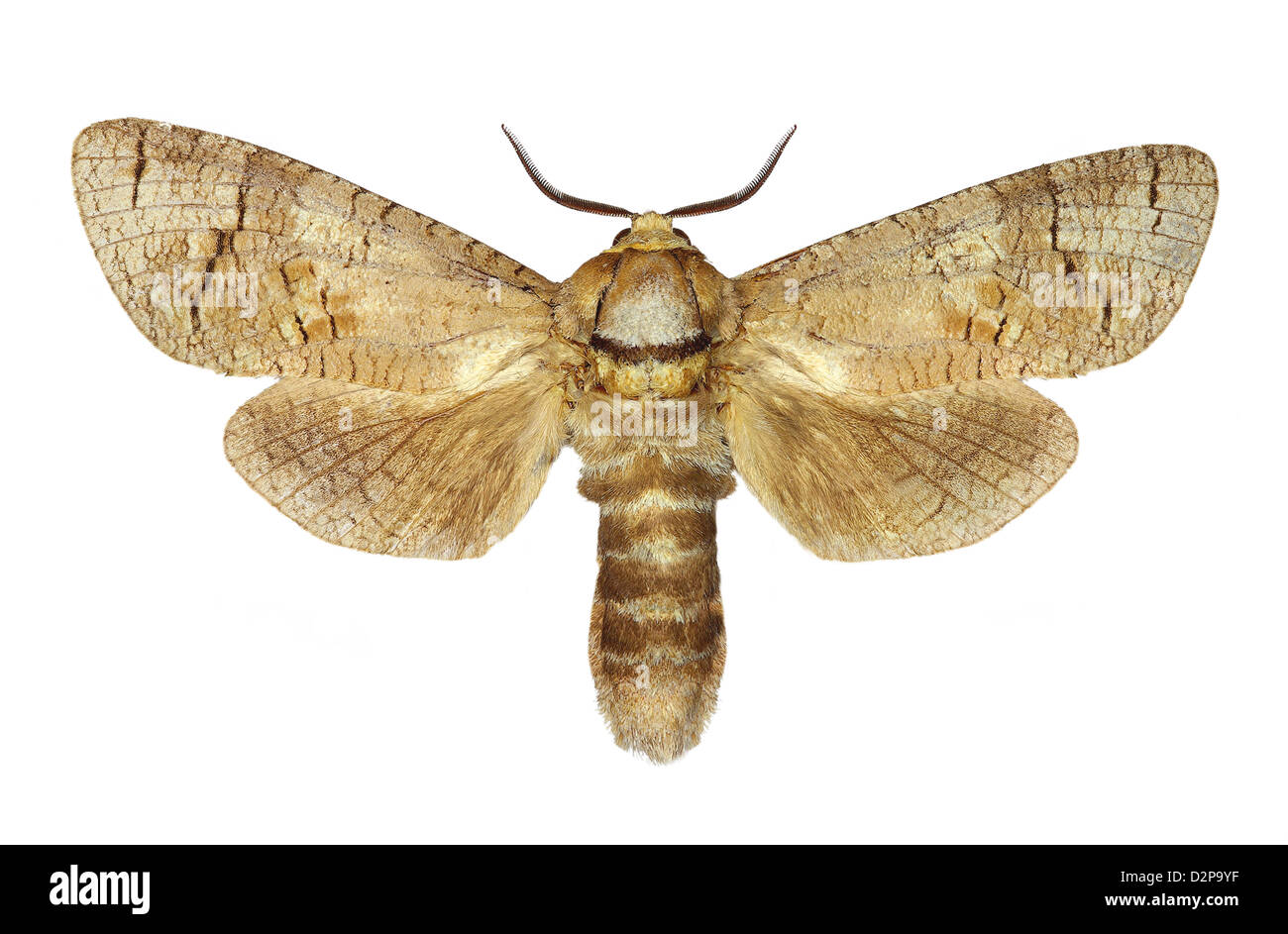 Falena di capra (Cossus cossus) isolato su sfondo bianco Foto Stock