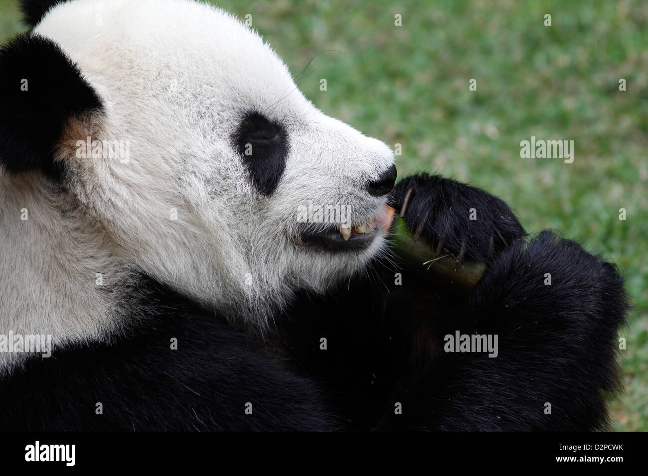 Panda gigante di mangiare il bambù Zoo di Memphis Tennessee Foto Stock