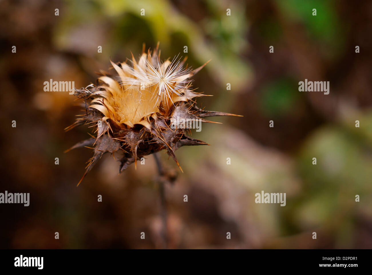 Silybum marianum, Carduus Marianus - latte essiccato in Thistle seme head Corona. Benedetto anche cardo e il nostro Cardo mariano. Foto Stock
