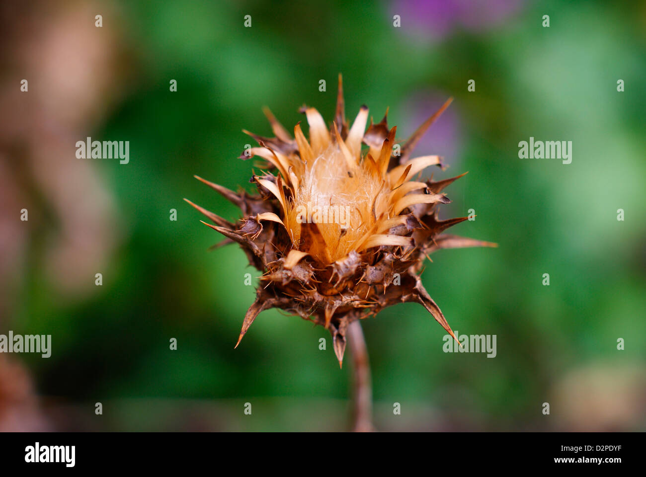 Morì Cardo sementi Corona - Silybum marianum, Carduus Marianus. (Beata Cardo, Madonna Thistle). Sud America. Foto Stock