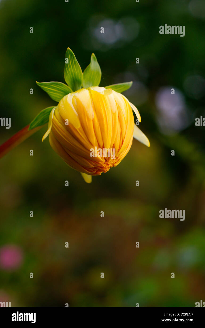 Giallo Dahlia Bud con foglie verdi sulla messa a fuoco morbida dello sfondo. Foto Stock