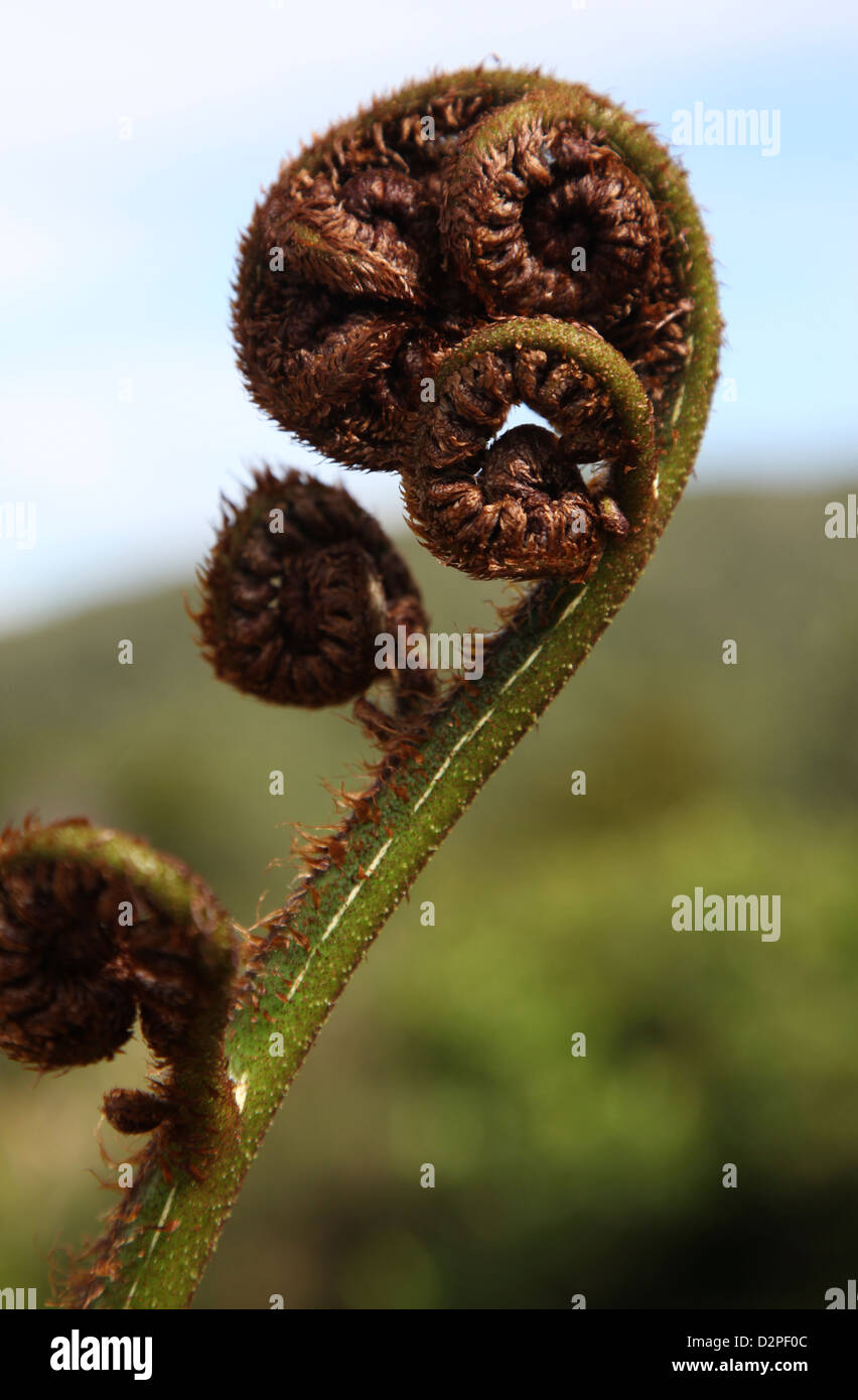 I germogli di una nuova Zelanda Tree fern svelare lentamente Foto Stock
