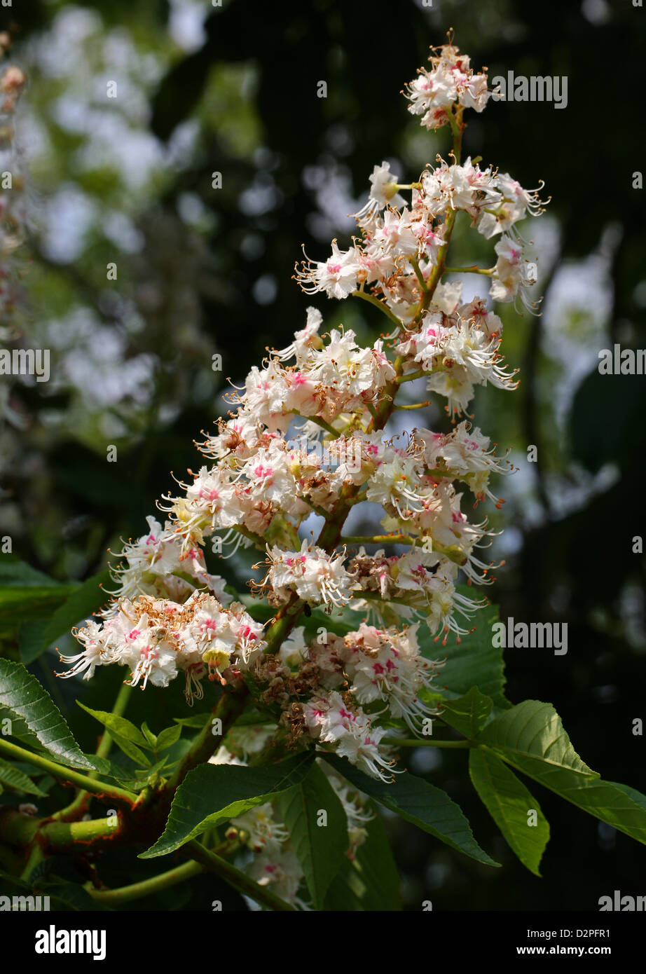 Cavallo Castagno fiori, Aesculus hippocastanum, Hippocastanaceae. Foto Stock