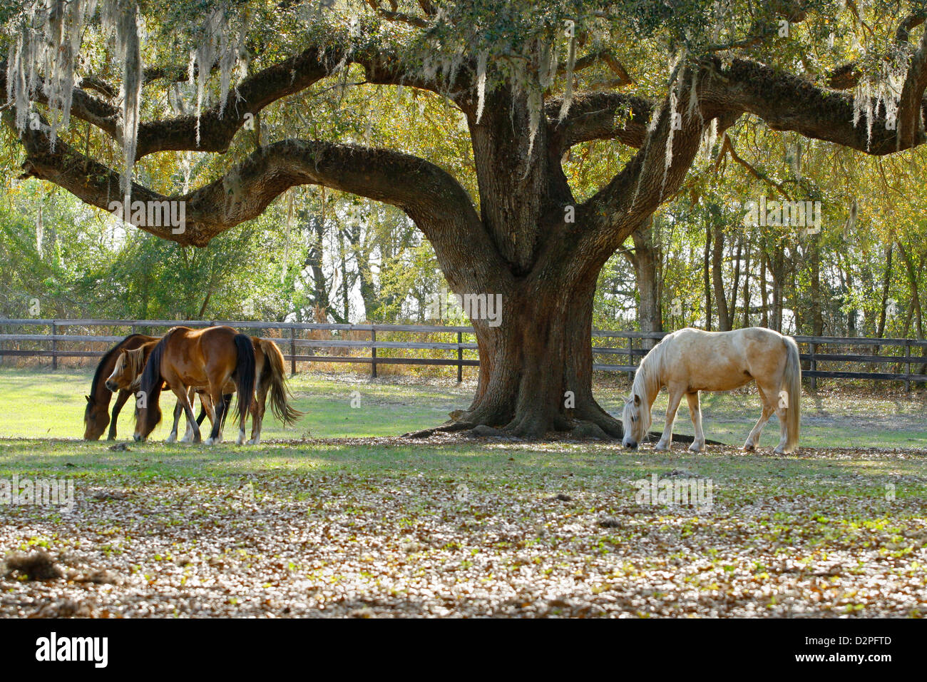 Pony Welsh mares pascolano sotto un grande vecchio Live Oak tree con muschio Spagnolo che pendono dai rami. Foto Stock