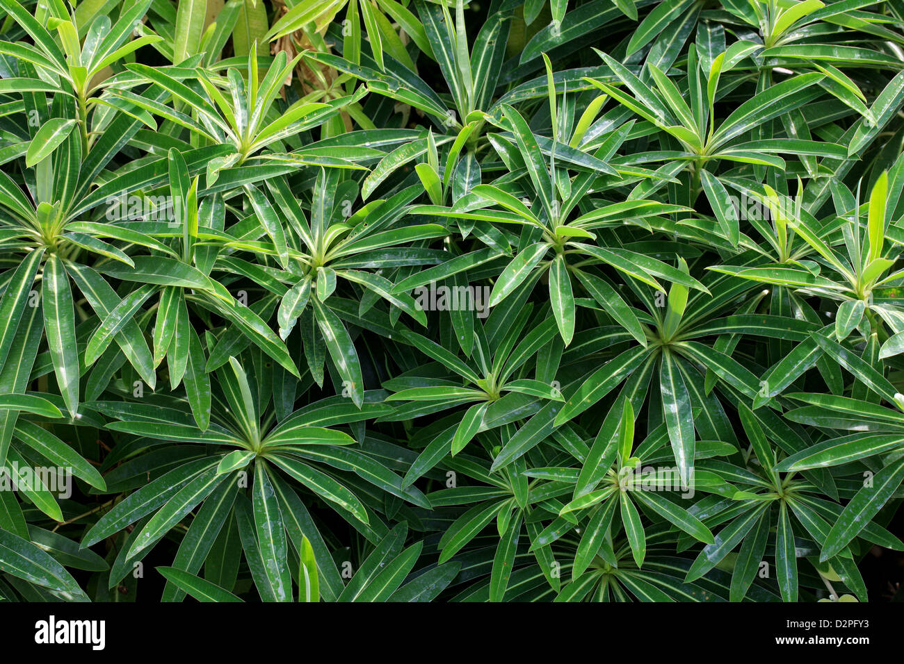 Il miele, Euforbia euforbia delle Canarie, Euphorbia mellifera (syn. Tithymalus melliferus), Euphorbiaceae. Madeira. Foto Stock