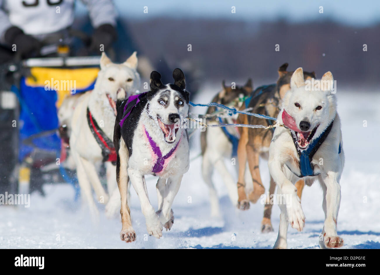 Internazionale di sleddog race. Foto Stock