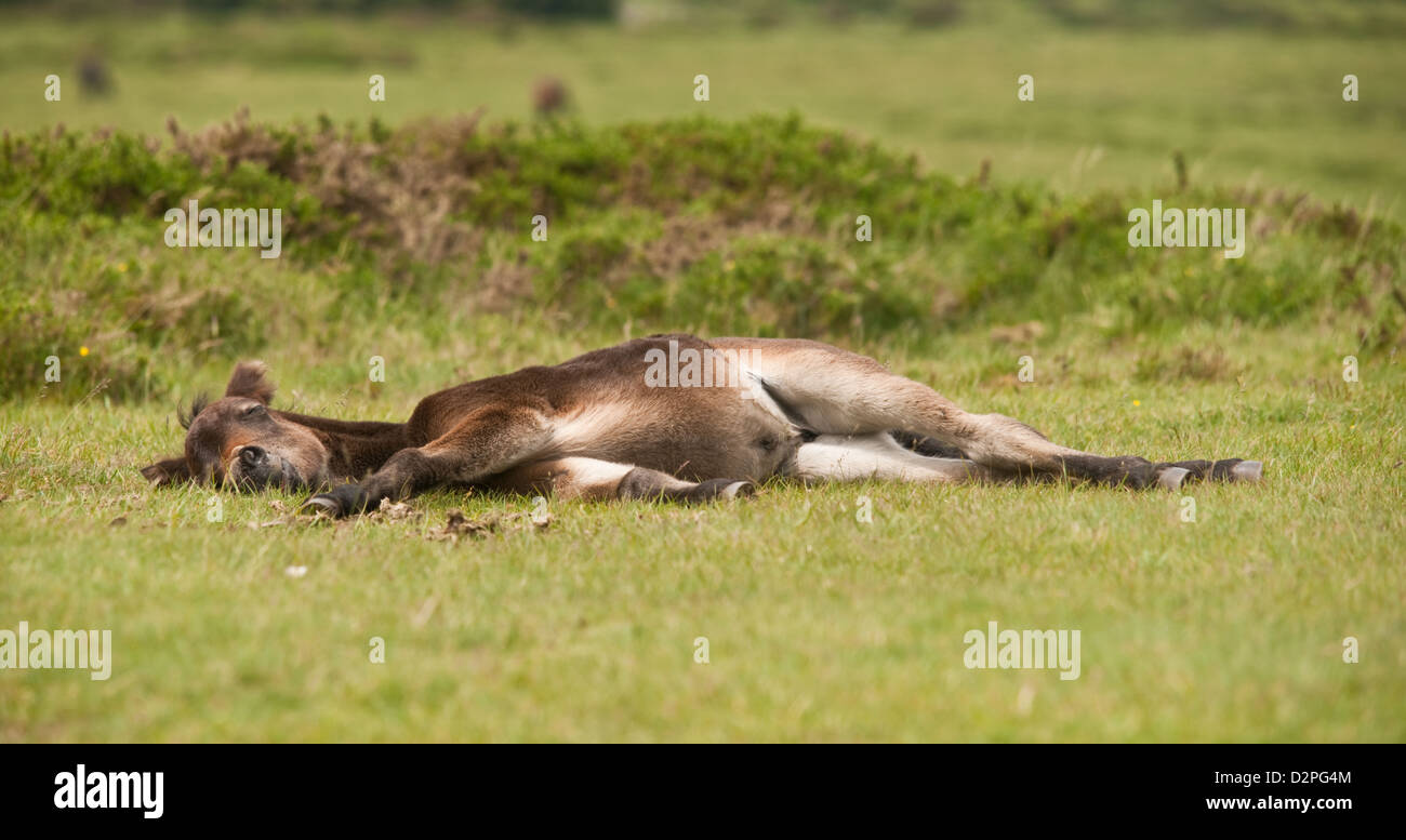 Un giovane puledro selvaggio sdraiati sull'erba addormentato Foto Stock