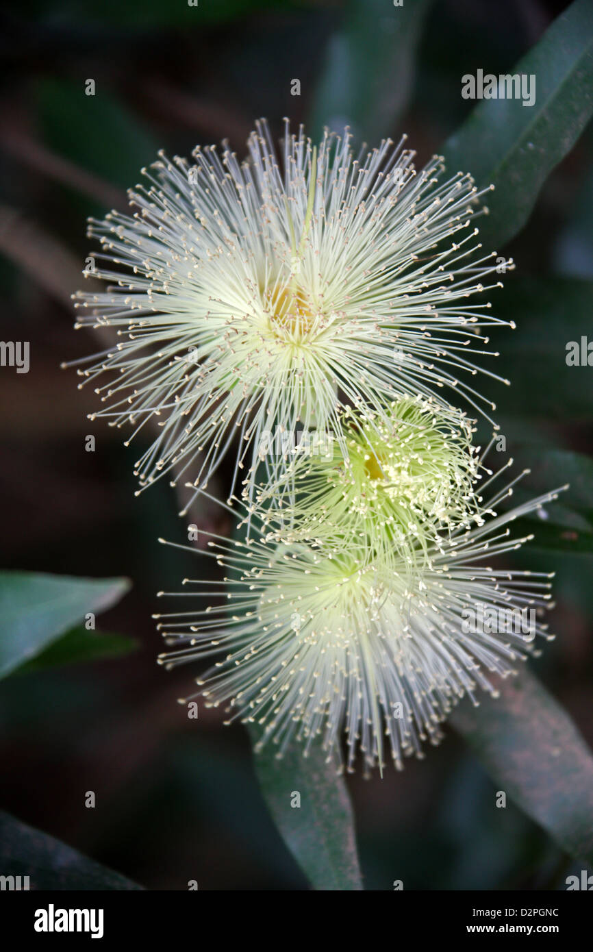 Fiore, Tsarasaotra Park, Antananarivo, Madagascar. Foto Stock