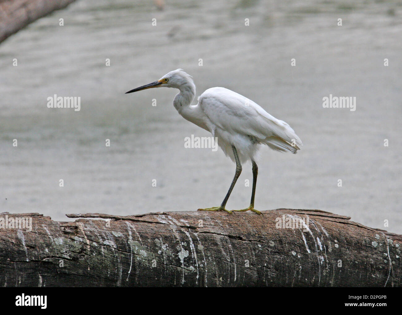 Dimorphic garzetta, Madagascar Heron, Egretta dimorpha, ardeidi. White Morph. Parco Tsarasaotra, Antananarivo, Madagascar. Foto Stock