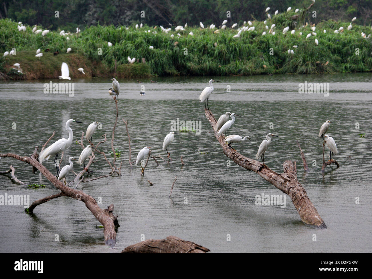 Grande airone bianco, Ardea alba e Dimorphic garzette, Egretta dimorpha. Parco Tsarasaotra, Antananarivo, Madagascar. Foto Stock