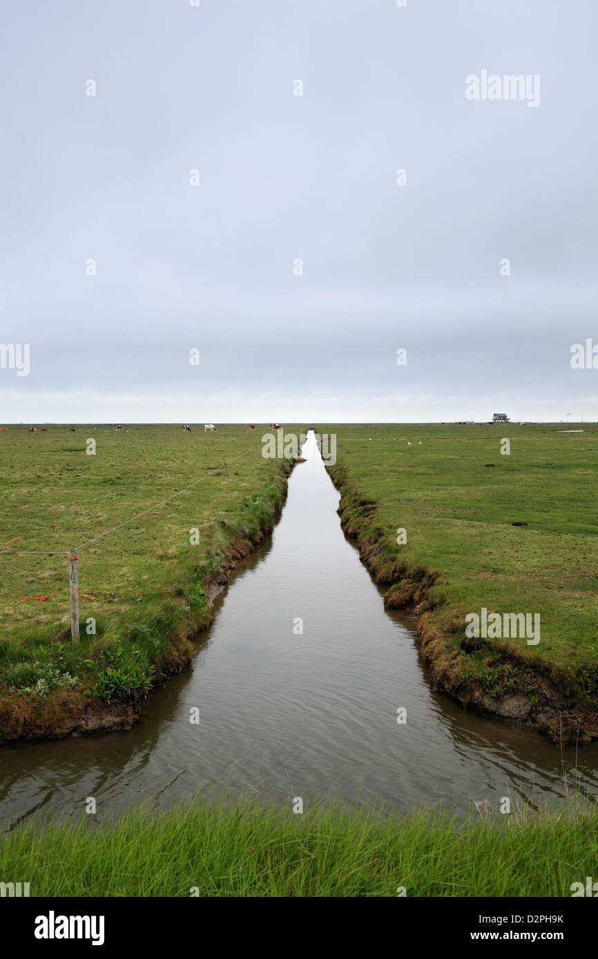 Hallig Hooge, Germania, canale tra pascoli Foto Stock