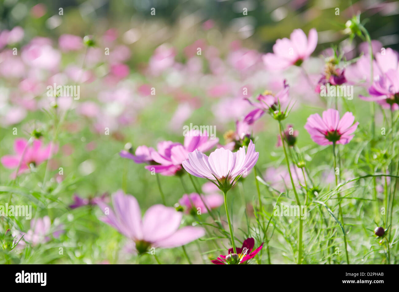 Flower Garden , flora fresco nel giardino verde Foto Stock