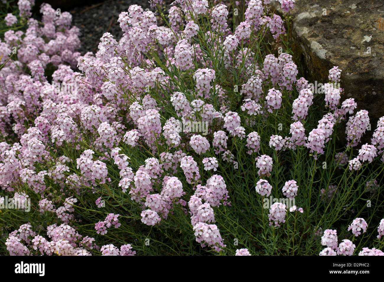 Stonecress, Aethionema pseudarmenum, Brassicaceae (Cruciferae). La Turchia. Foto Stock