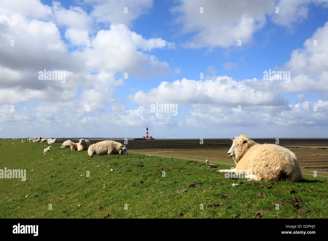 Westerhever, Germania, pecore sulla diga Foto Stock