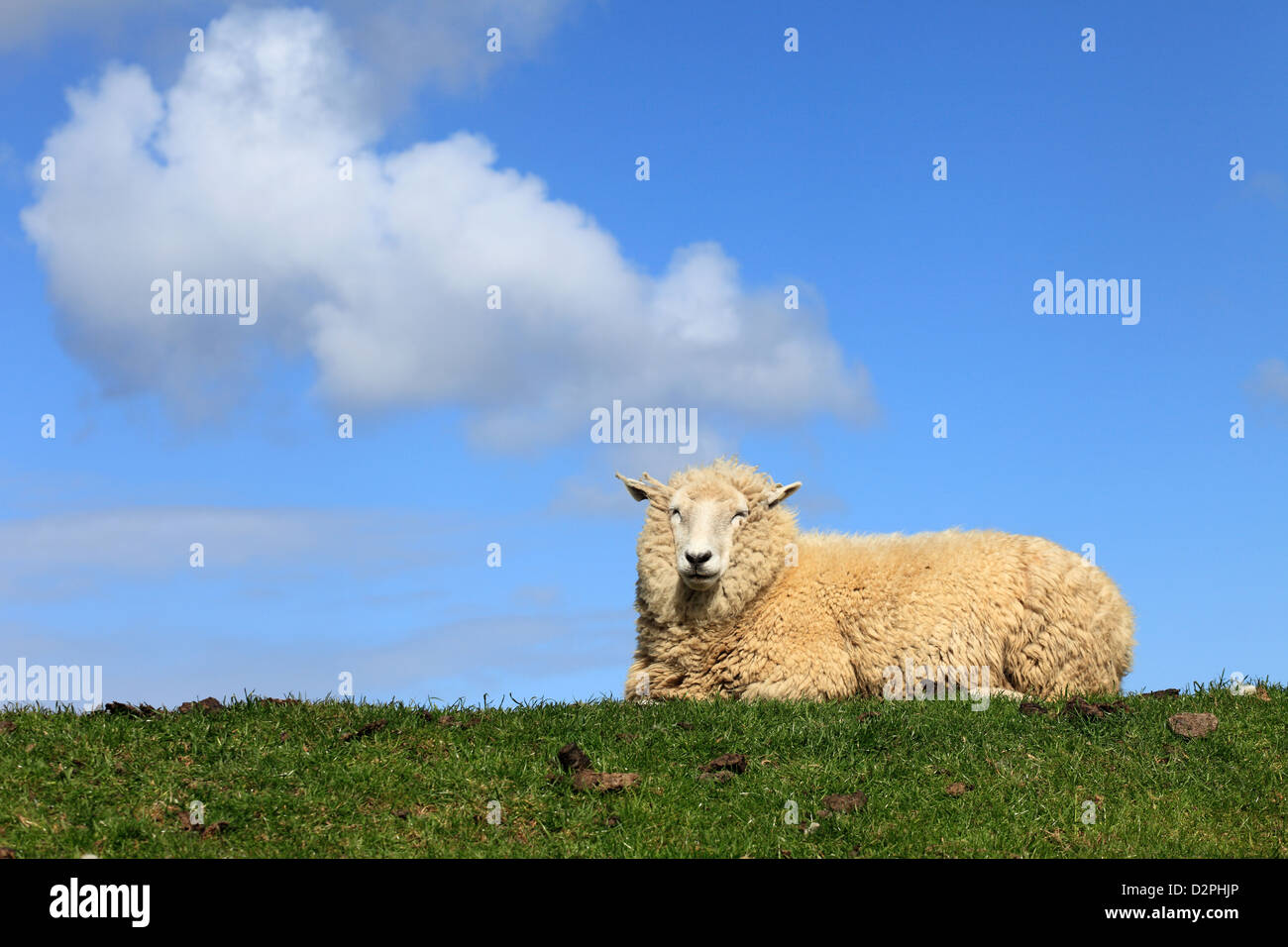 Westerhever, Germania, una pecora sulla diga Foto Stock