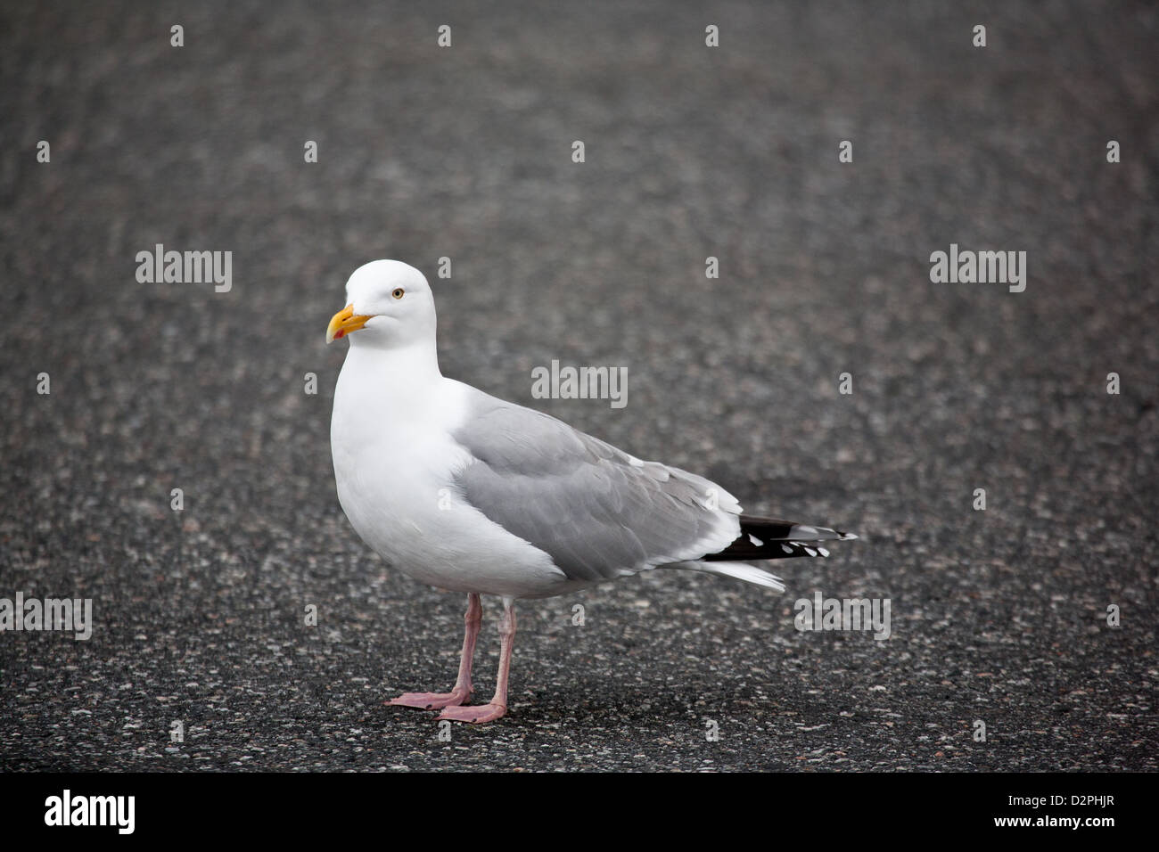 European Herring Gull, Larus argentatus, sulla strada dell'isola di Runde, Møre og Romsdal, Norvegia. Foto Stock