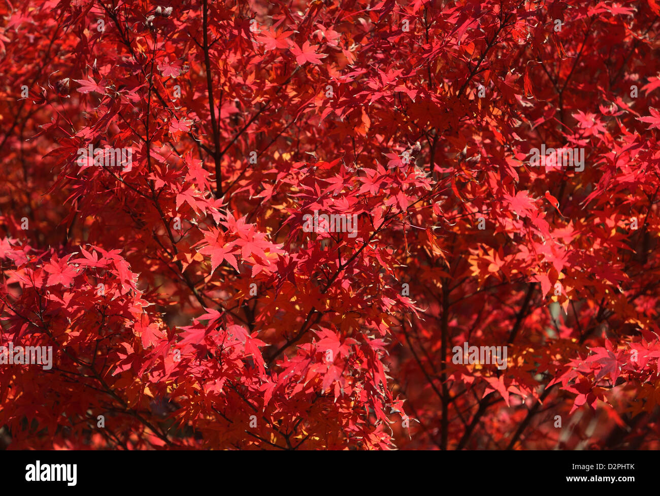 Kamakura, Giappone, colore rosso delle foglie di acero-compartimenti Foto Stock