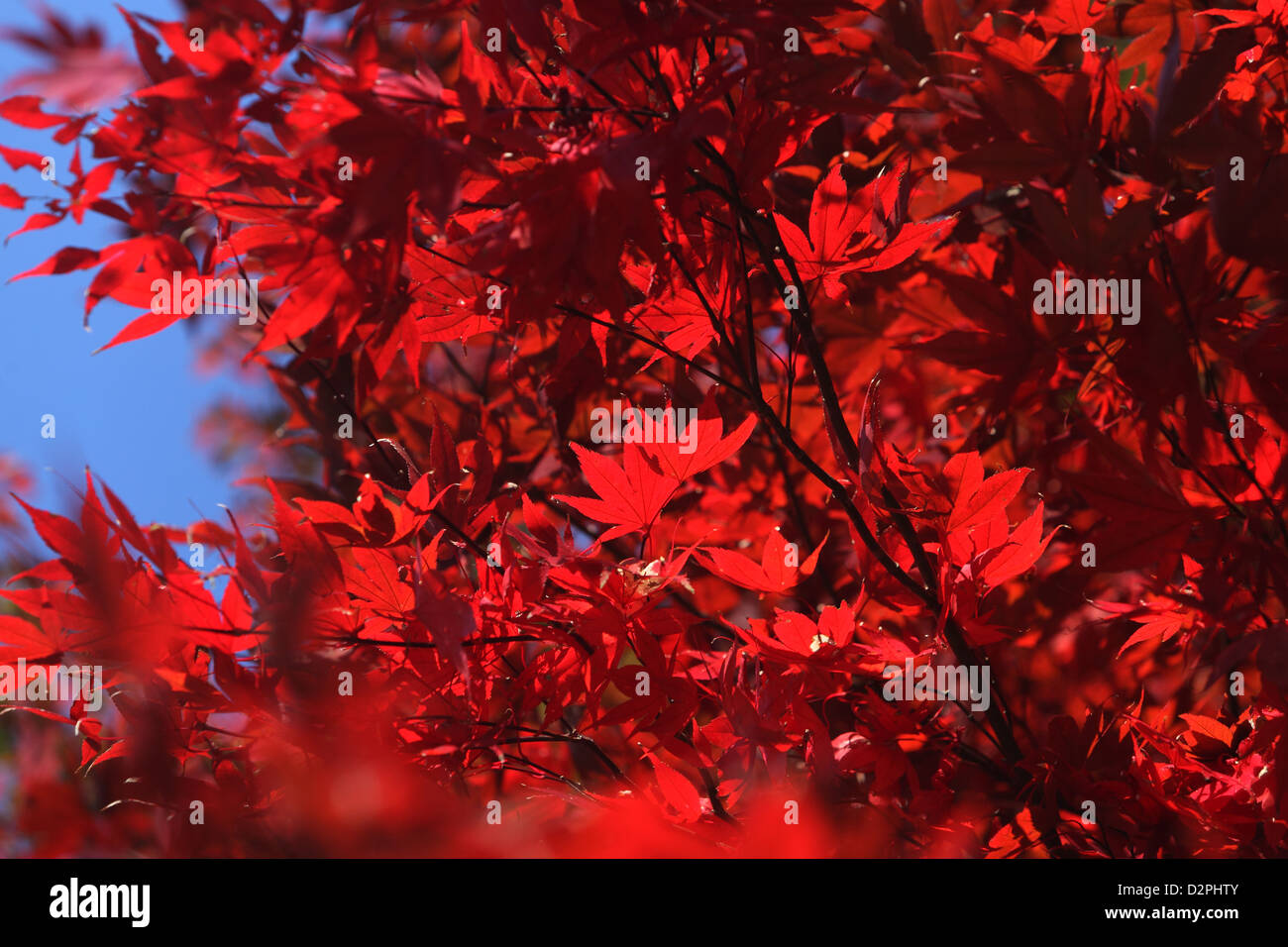 Kamakura, Giappone, colore rosso delle foglie di acero-compartimenti Foto Stock