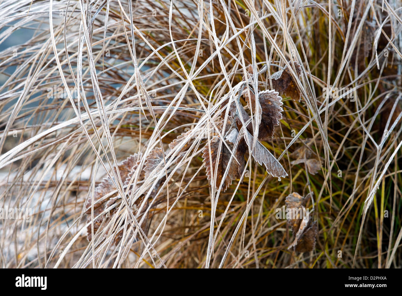 Primo piano di Morning Frozen Dew su erba e Leafes Foto Stock