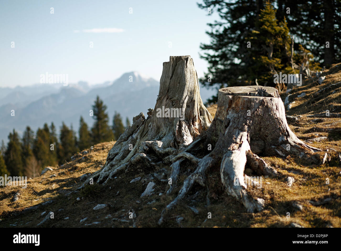 Villach, Austria, sawed-off tronchi di alberi sul Dobratsch Foto Stock