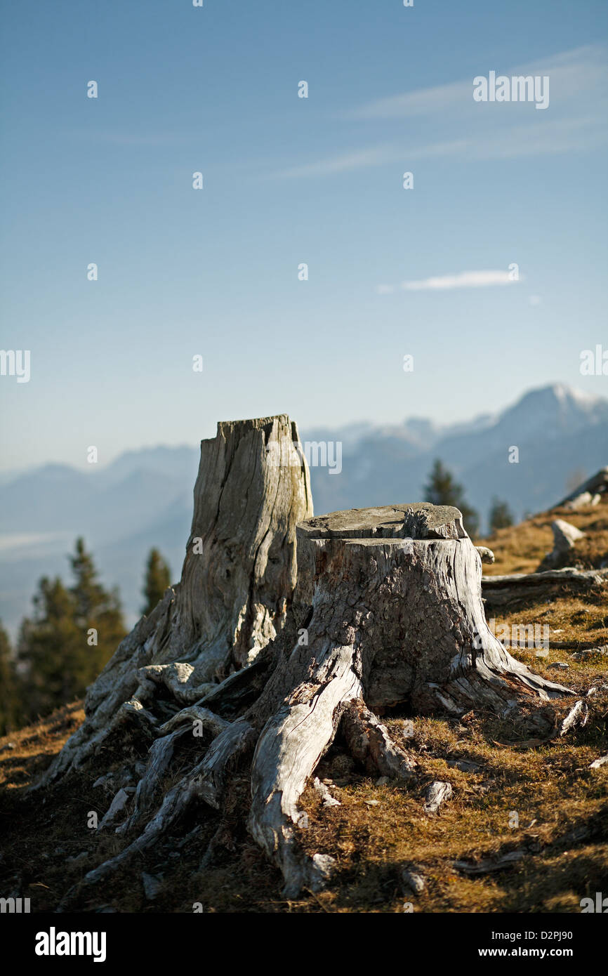 Villach, Austria, sawed-off tronchi di alberi sul Dobratsch Foto Stock