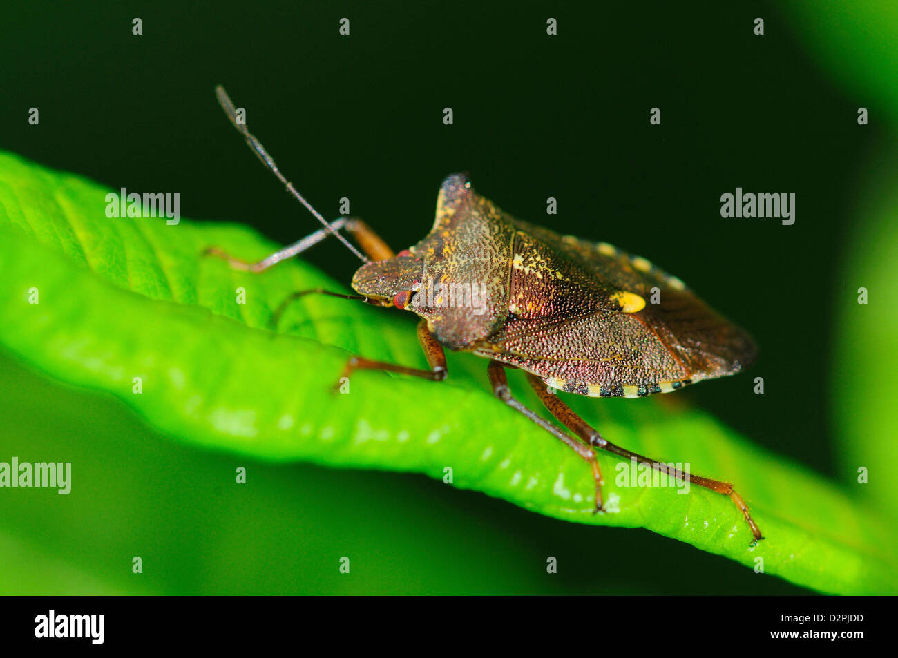 Un bug di foresta Foto Stock